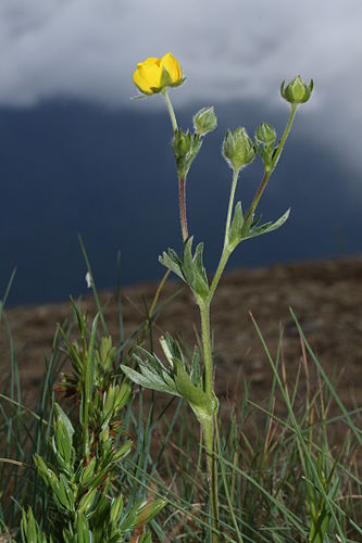 Potentilla diversifolia